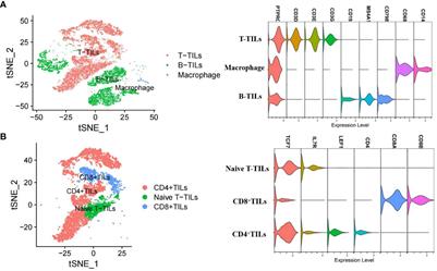 High CD8+tumor-infiltrating lymphocytes indicate severe exhaustion and poor prognosis in angioimmunoblastic T-cell lymphoma